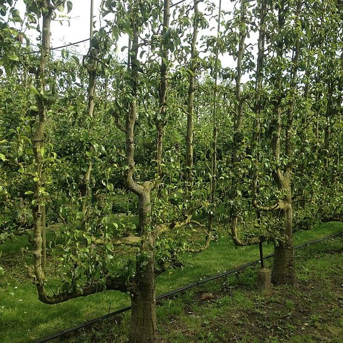 Photo de Potager du roi à Versailles
