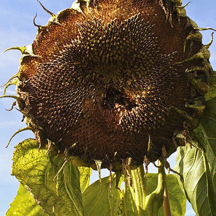 Photo de Potager du roi à Versailles