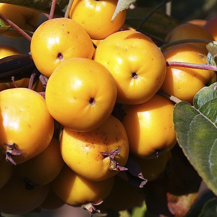 Photo de Potager du roi à Versailles