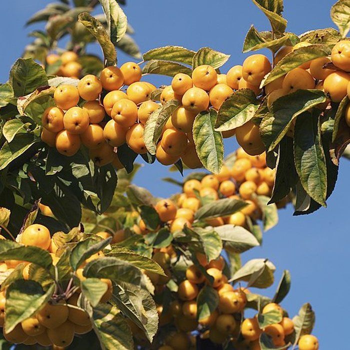 Photo de Potager du roi à Versailles