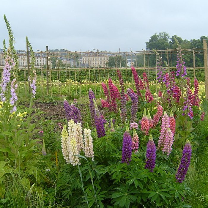 Photo de Potager du roi à Versailles