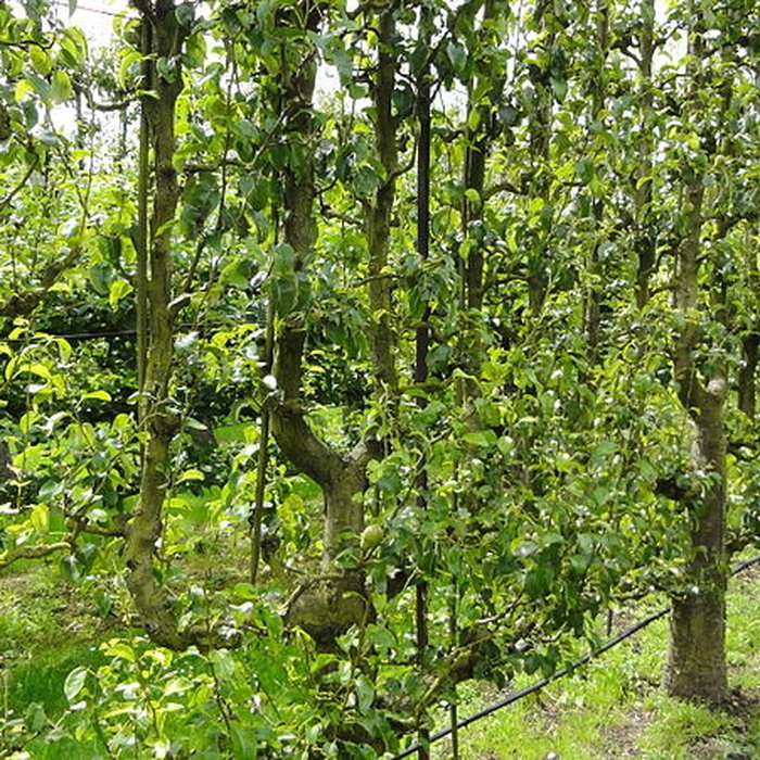 Photo de Potager du roi à Versailles
