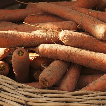 Potager du roi à Versailles