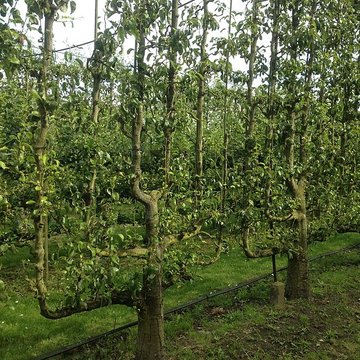 Potager du roi à Versailles