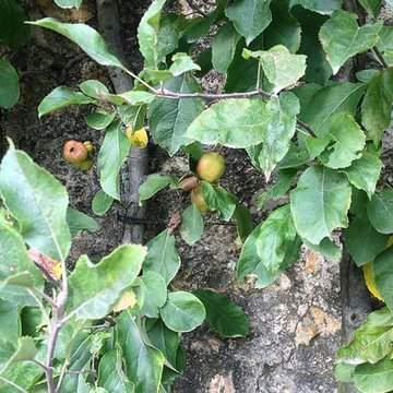 Potager du roi à Versailles