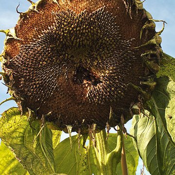 Potager du roi à Versailles