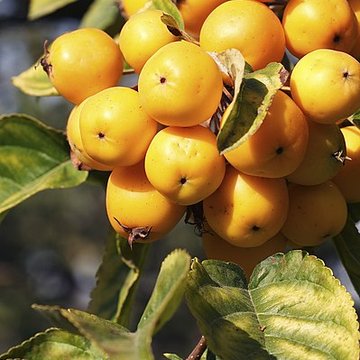 Potager du roi à Versailles