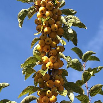 Potager du roi à Versailles