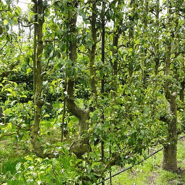 Potager du roi à Versailles
