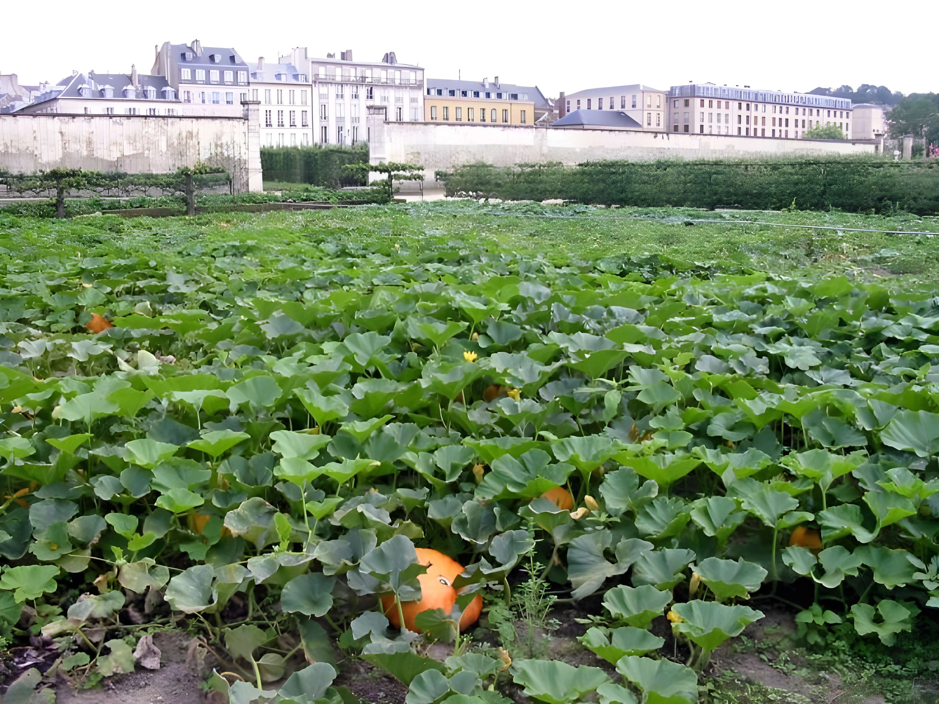 Potager du roi à Versailles 