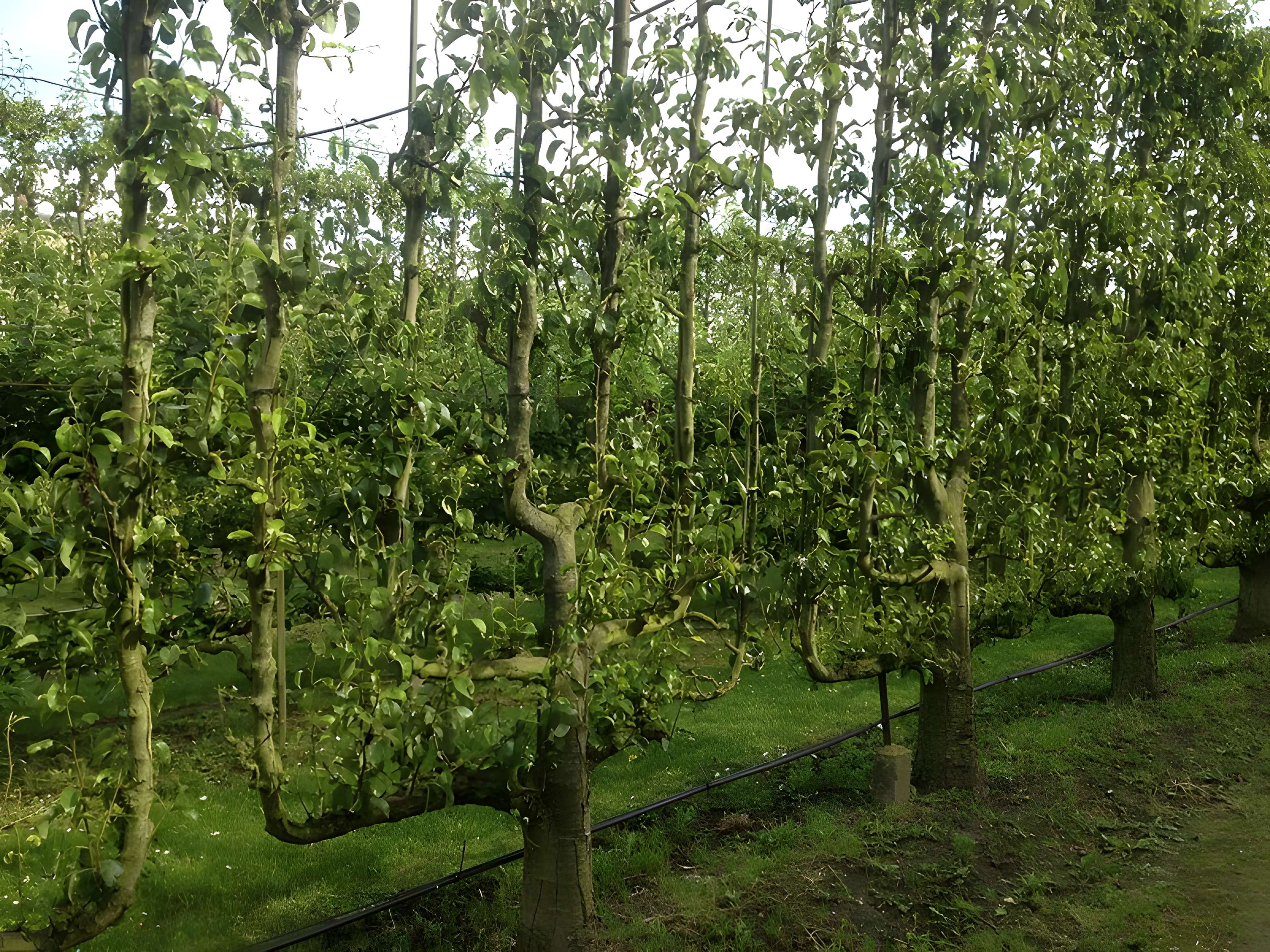 Potager du roi à Versailles