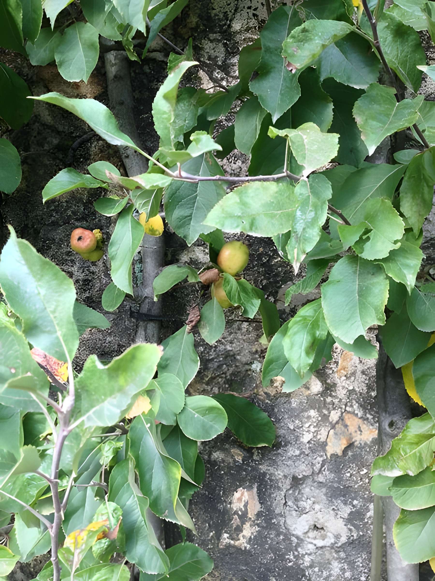 Potager du roi à Versailles