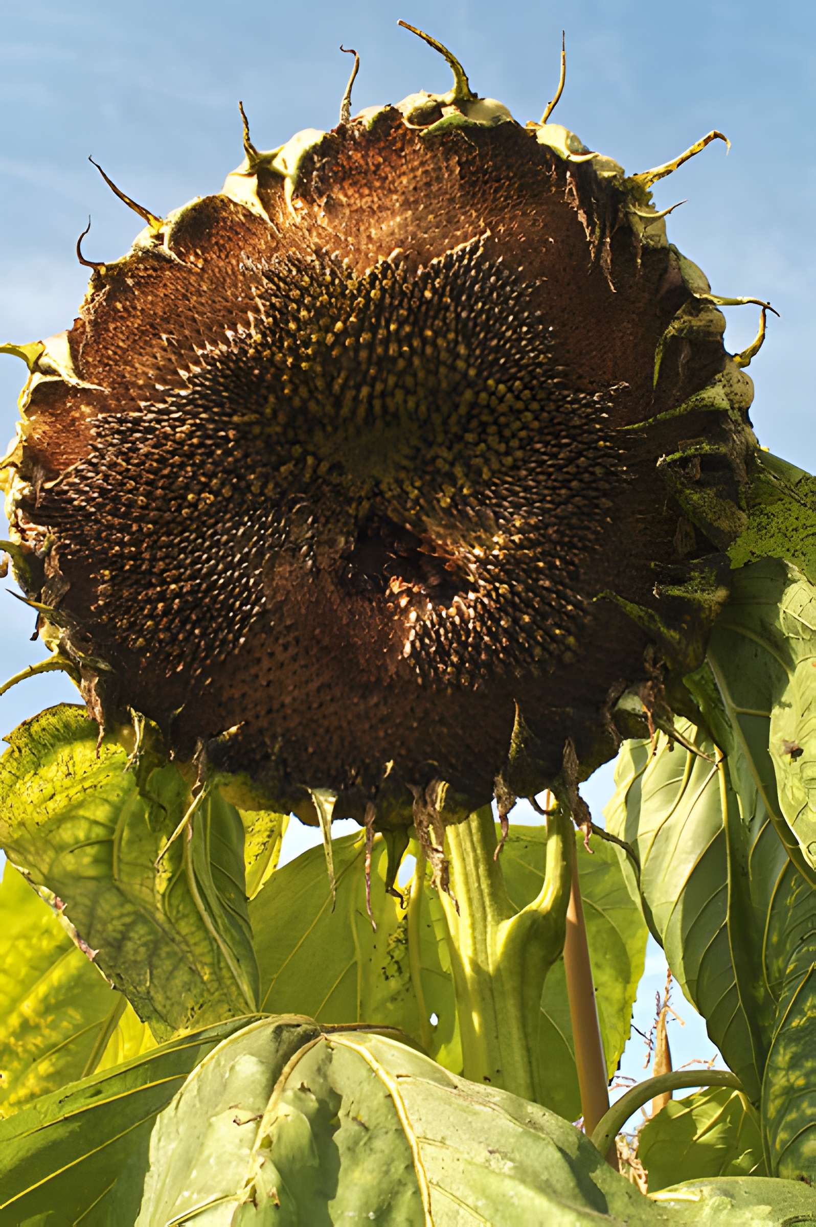 Potager du roi à Versailles