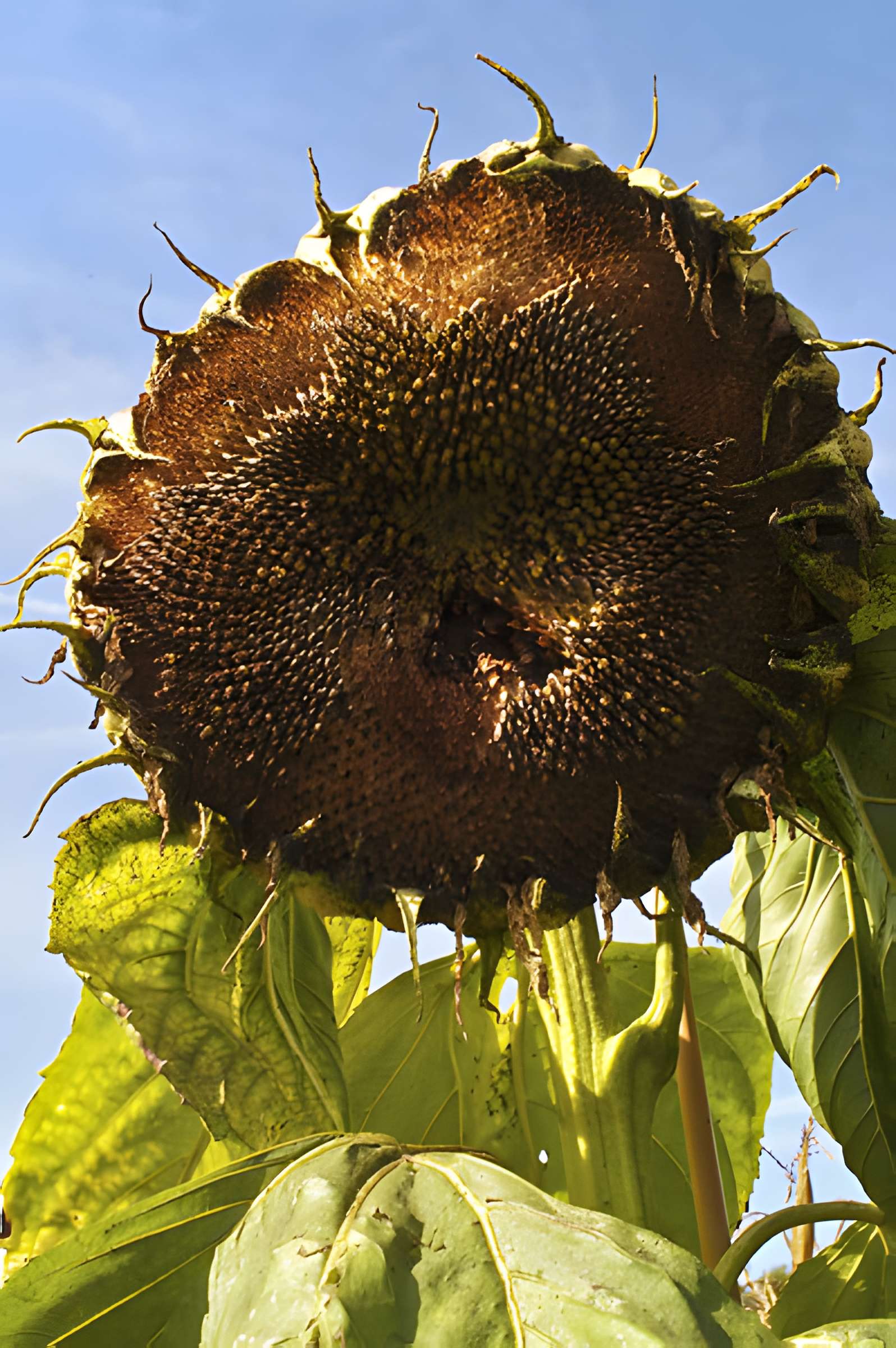 Potager du roi à Versailles