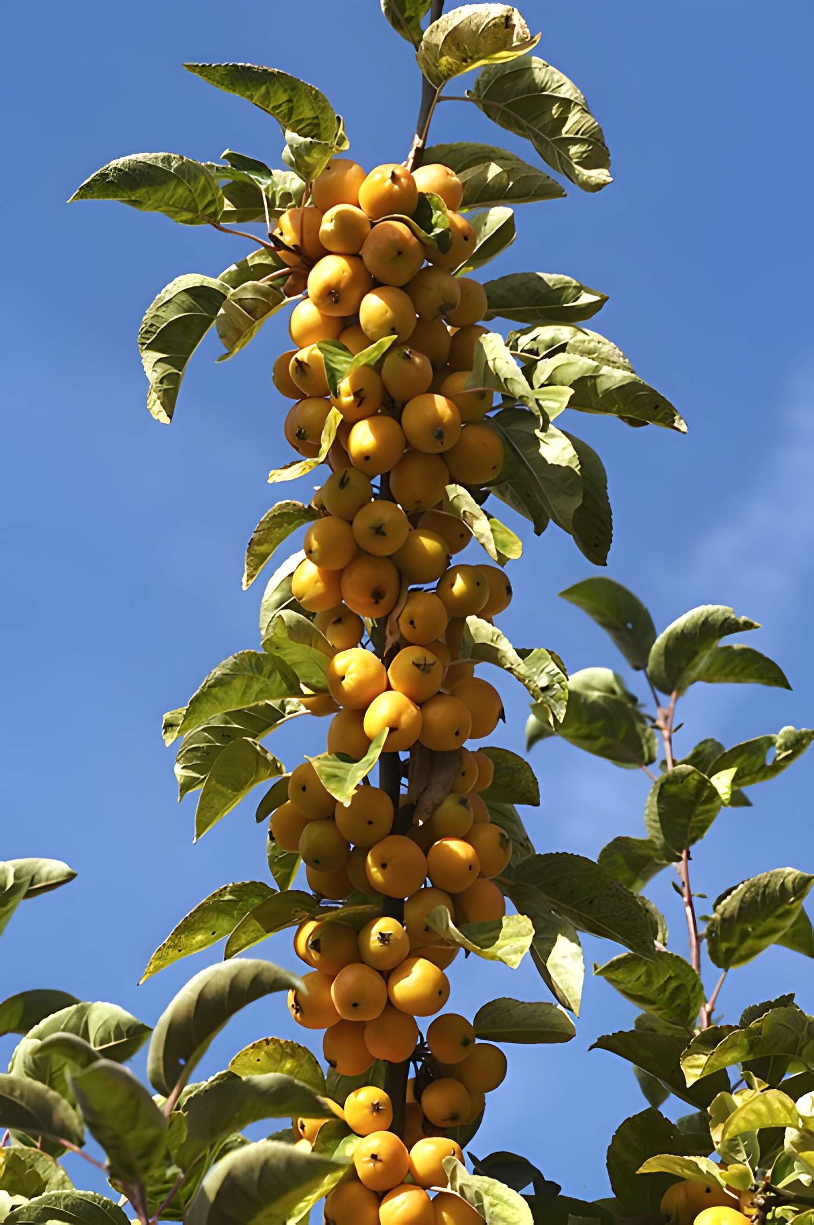 Potager du roi à Versailles