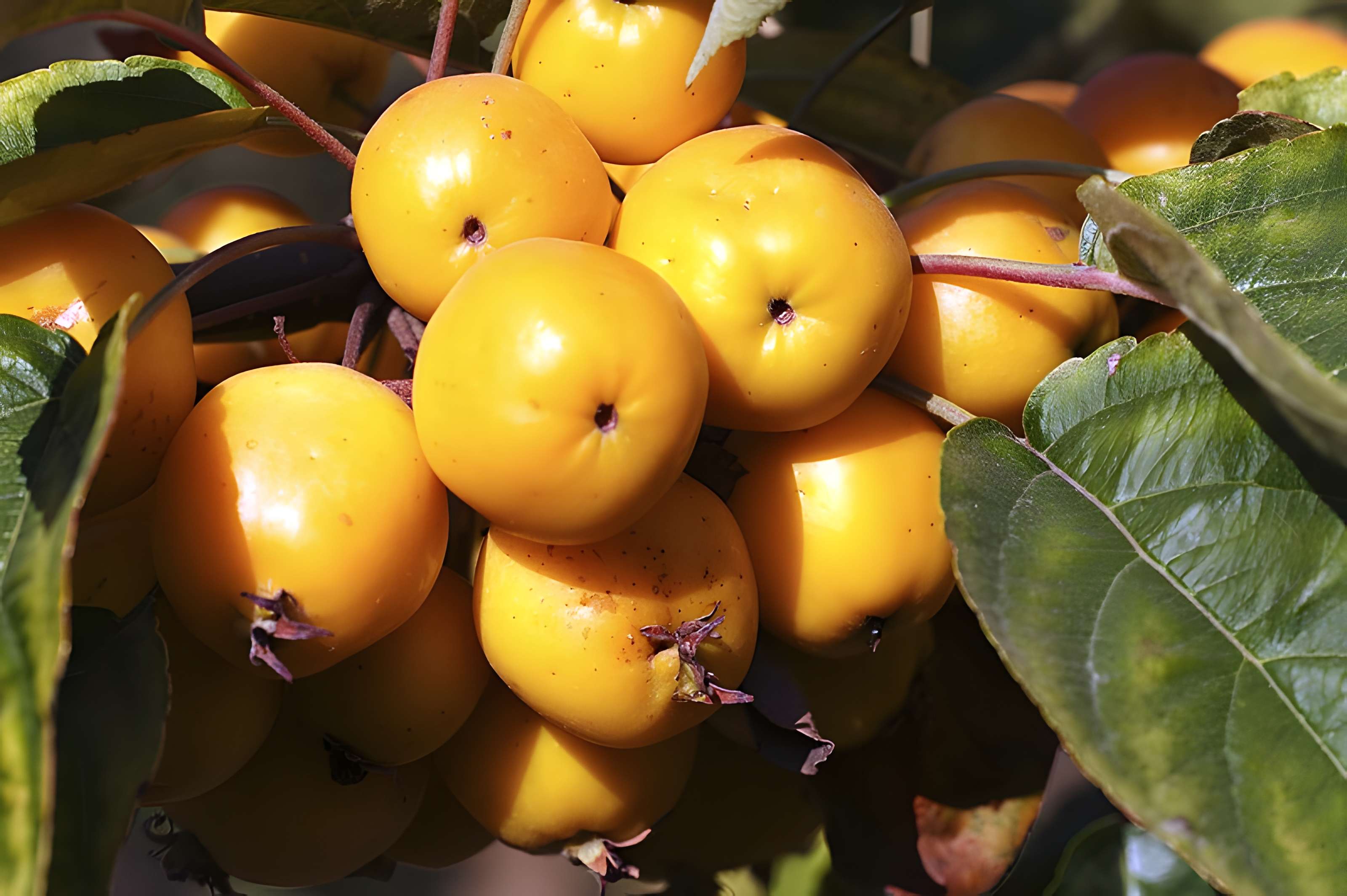 Potager du roi à Versailles