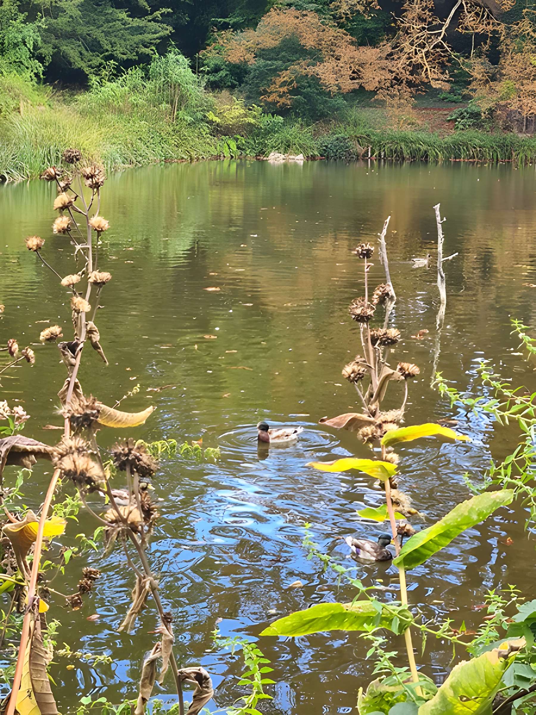 Potager du roi à Versailles