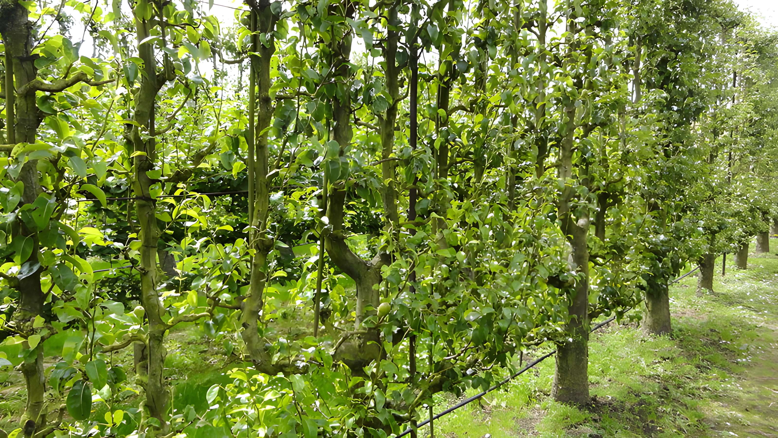 Potager du roi à Versailles