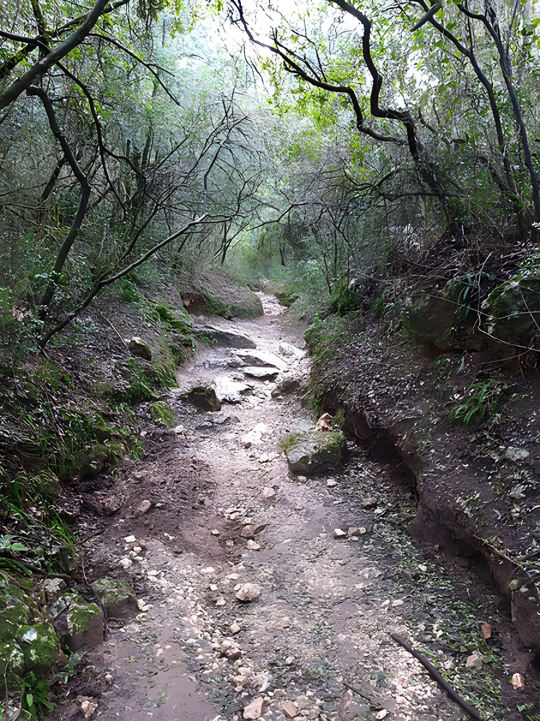 Castellum divisorium de Nîmes