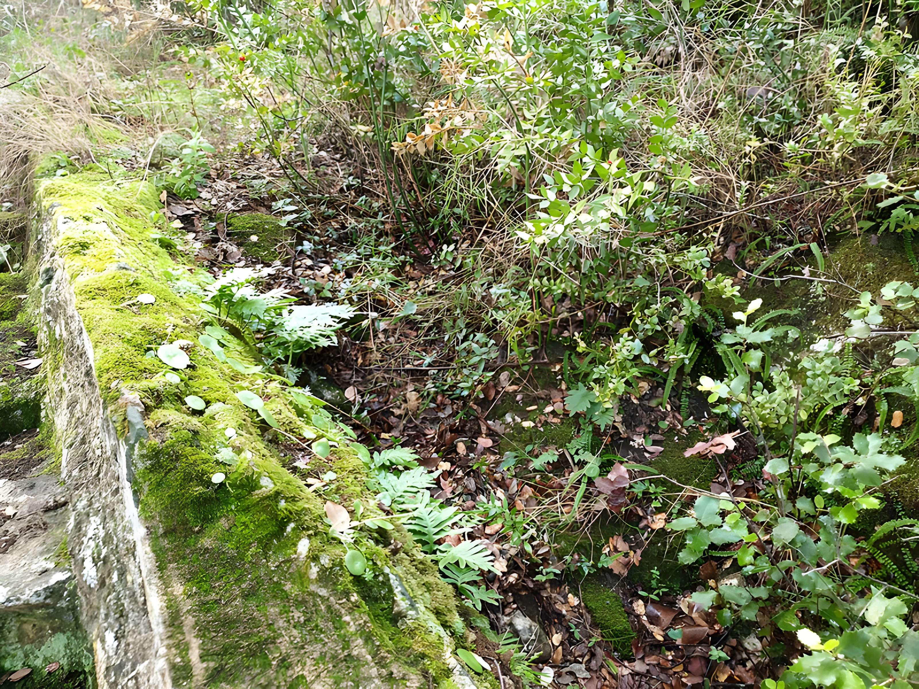 Castellum divisorium de Nîmes