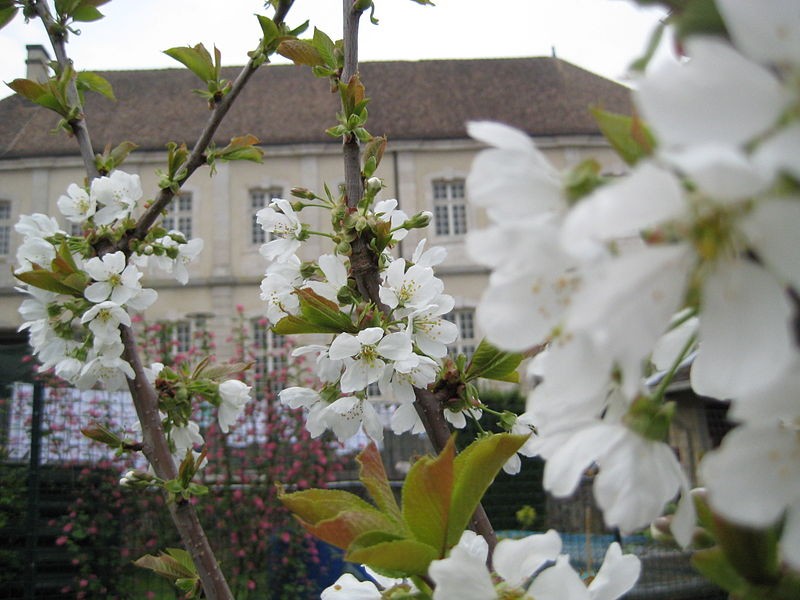 Photo de Prieuré de Breuil