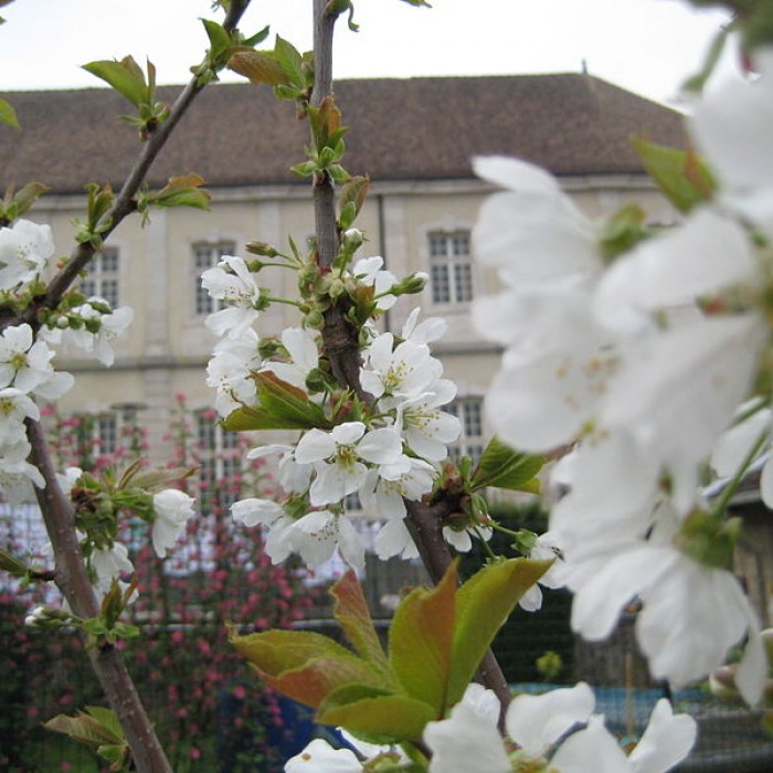 Photo de Prieuré de Breuil