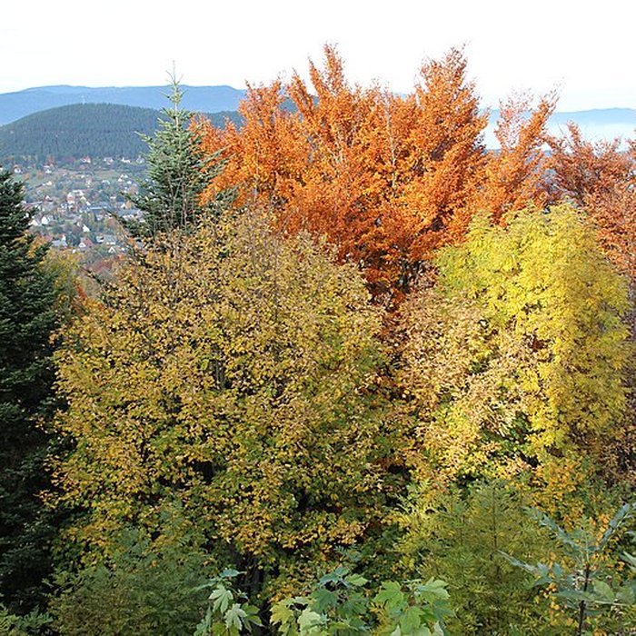 Photo de Château de Hohenack