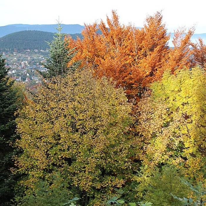 Photo de Château de Hohenack