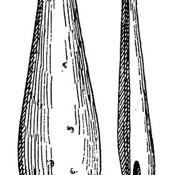 Salle des États de Forez à Montbrison