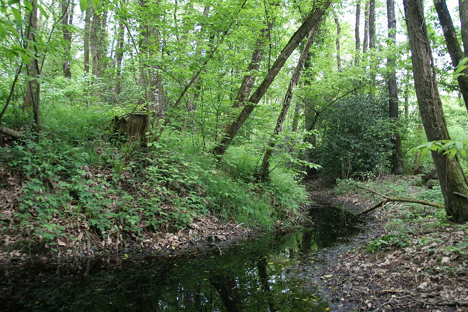 Photo de Site archéologique du bois de Montbourcher à Vignoc