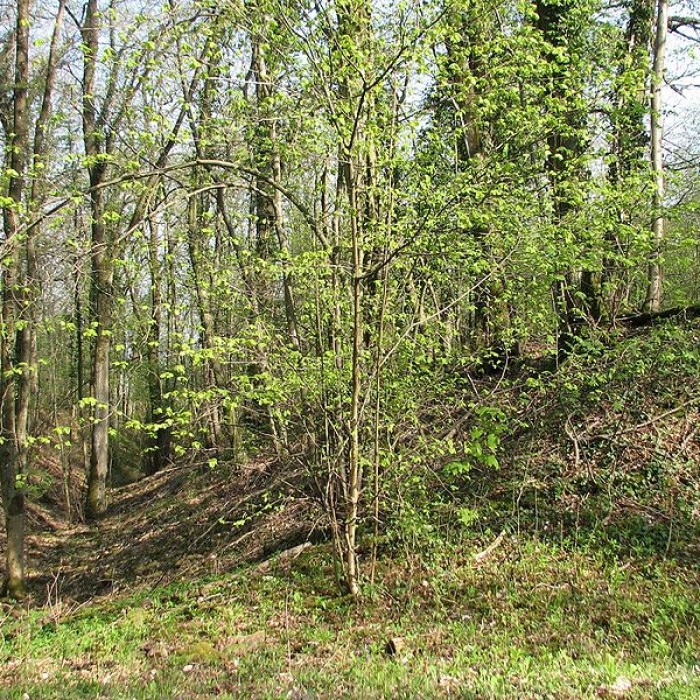 Photo de Site archéologique de hauteur fortifié du Camp dAffrique
