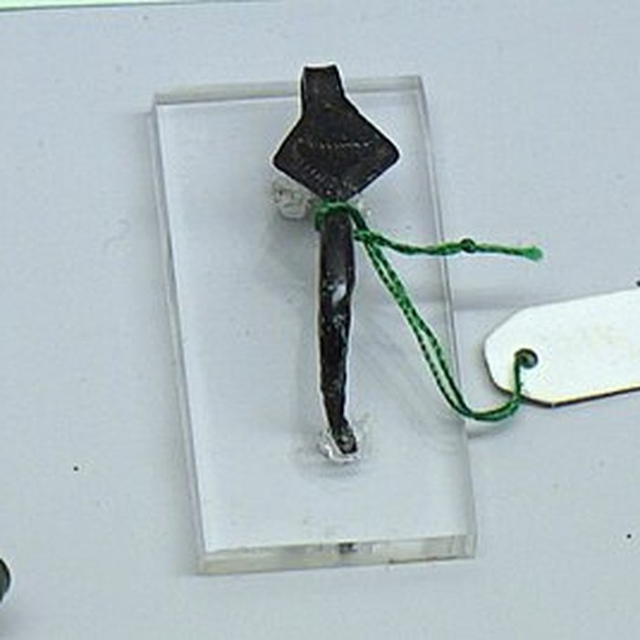 Photo de Site archéologique de hauteur fortifié du Camp dAffrique