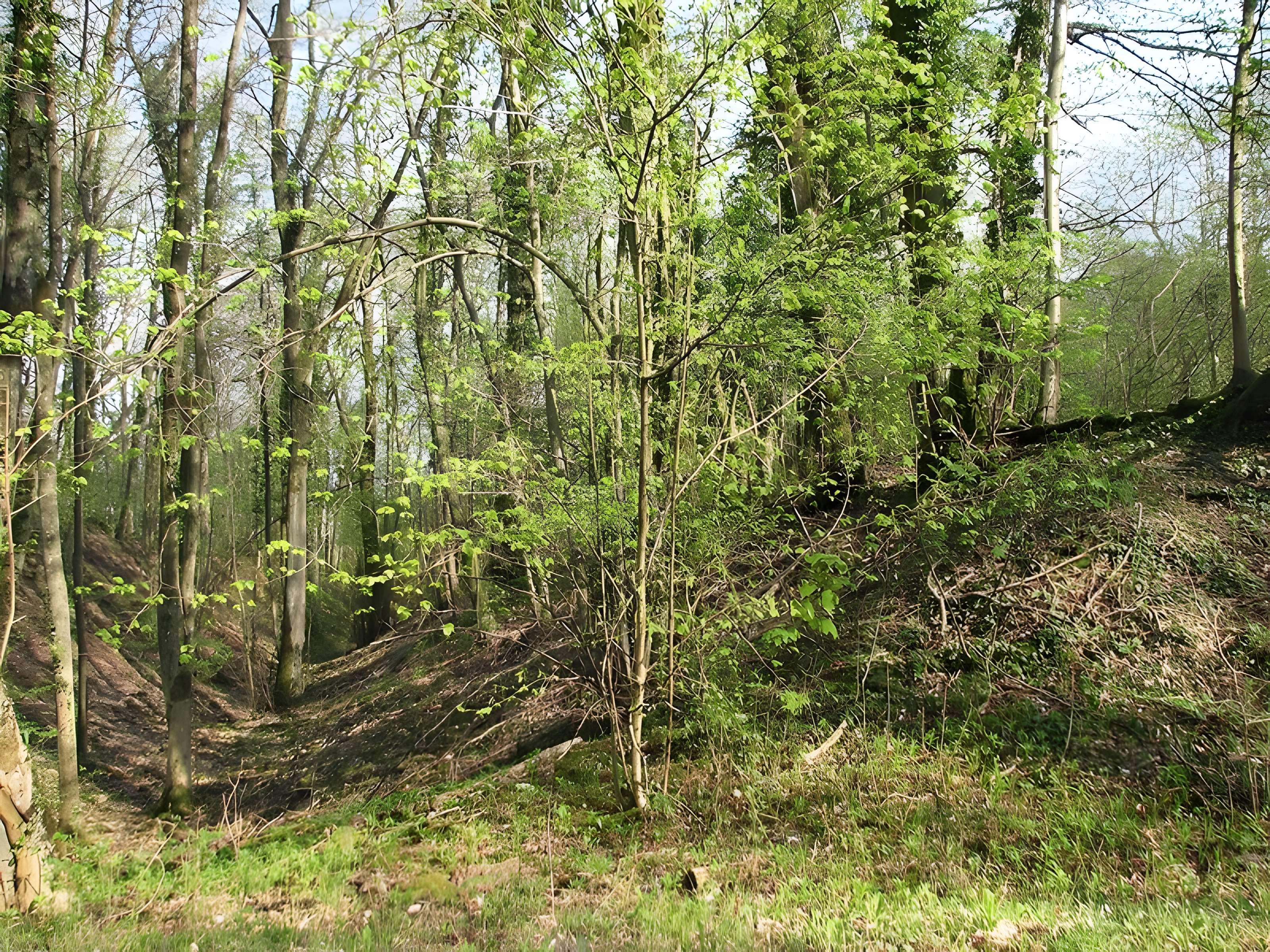 Site archéologique du Camp d'Affrique à Messein 