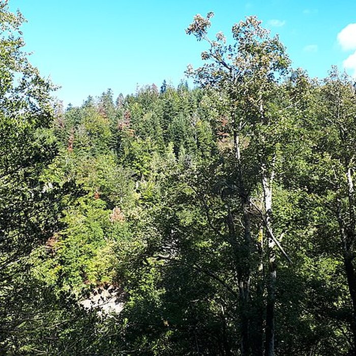 Photo de Site archéologique du Saint-Mont également sur commune de Saint-Etienne-lès-Remiremont