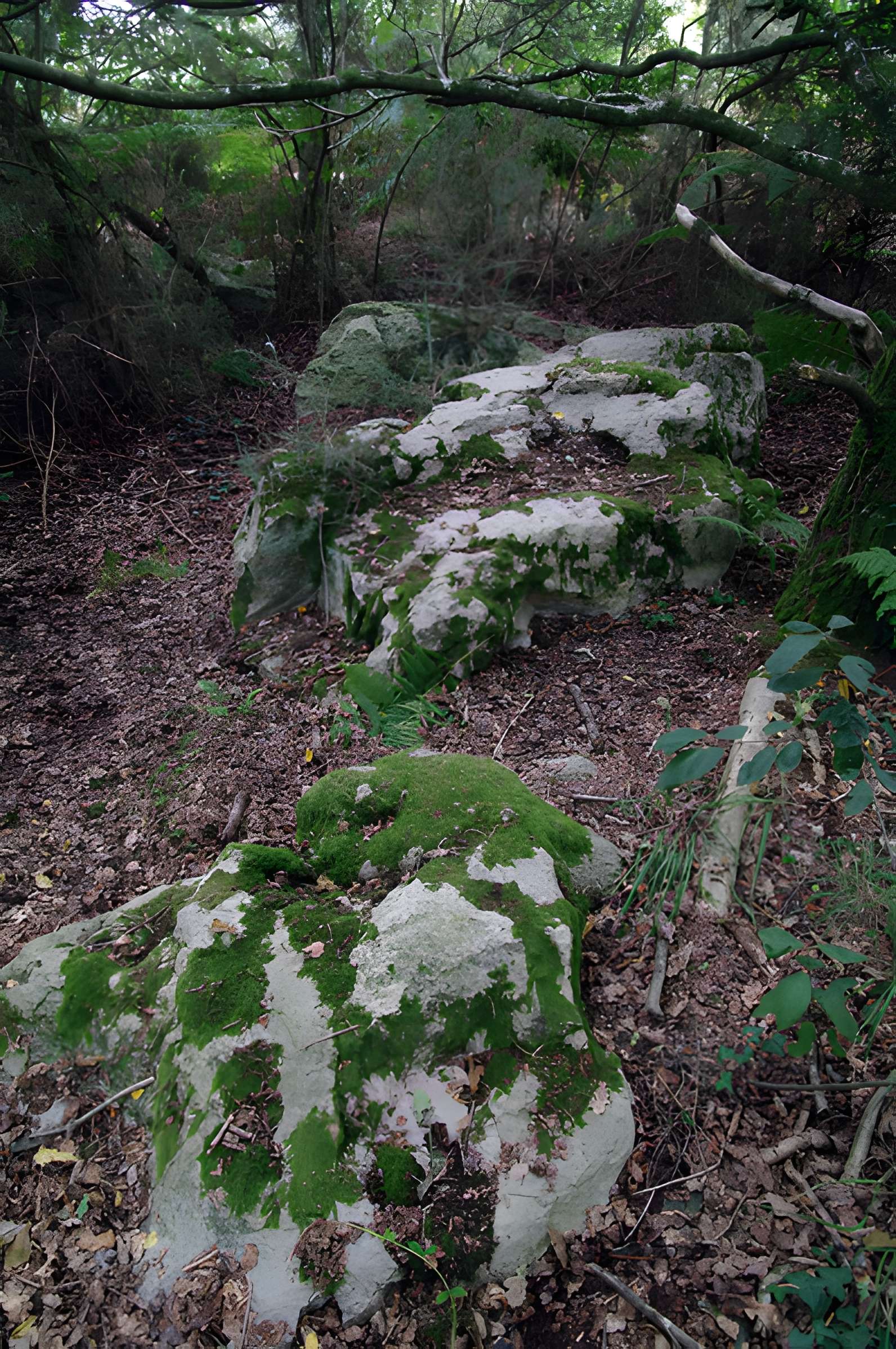 Site mégalithique de la Lande du Gras à Meslin
