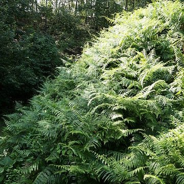 Site minier de Wallers-Arenberg