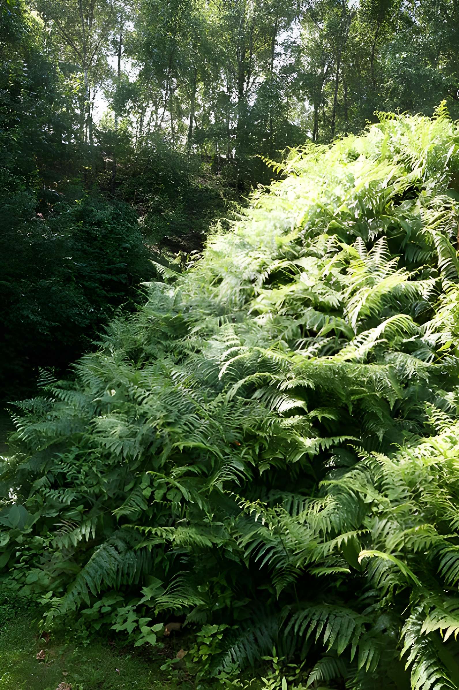 Site minier de Wallers-Arenberg