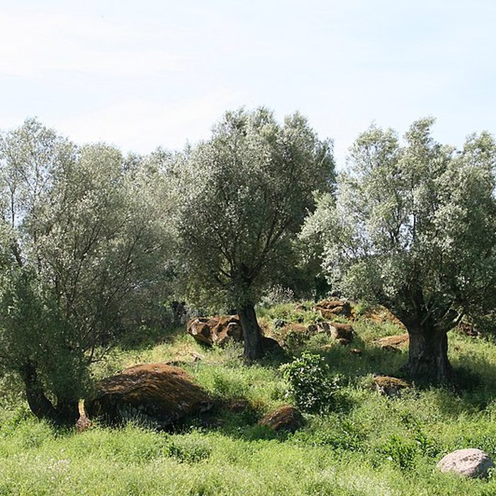 Photo de Site préhistorique de Callanchi