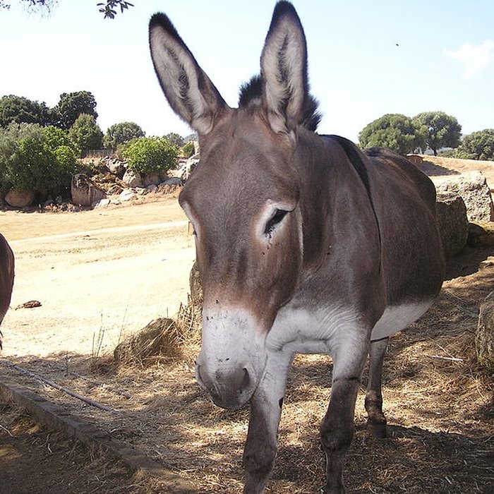 Photo de Site préhistorique de Callanchi
