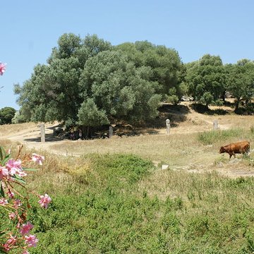 Site préhistorique de Callanchi