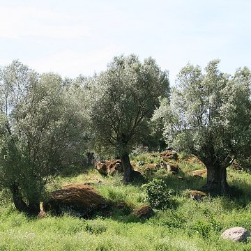 Site préhistorique de Callanchi