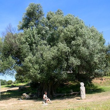 Site préhistorique de Callanchi