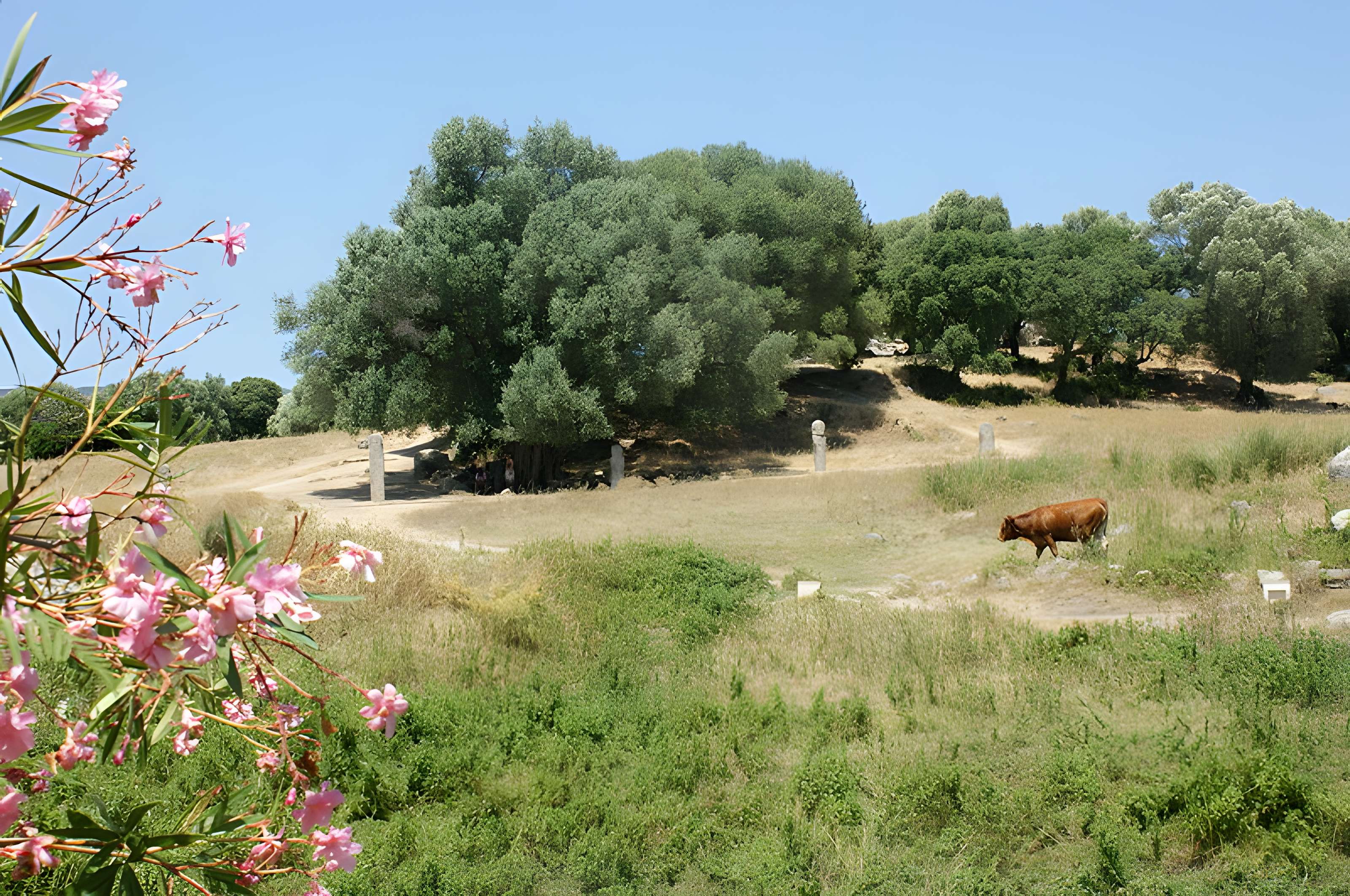 Site préhistorique de Callanchi