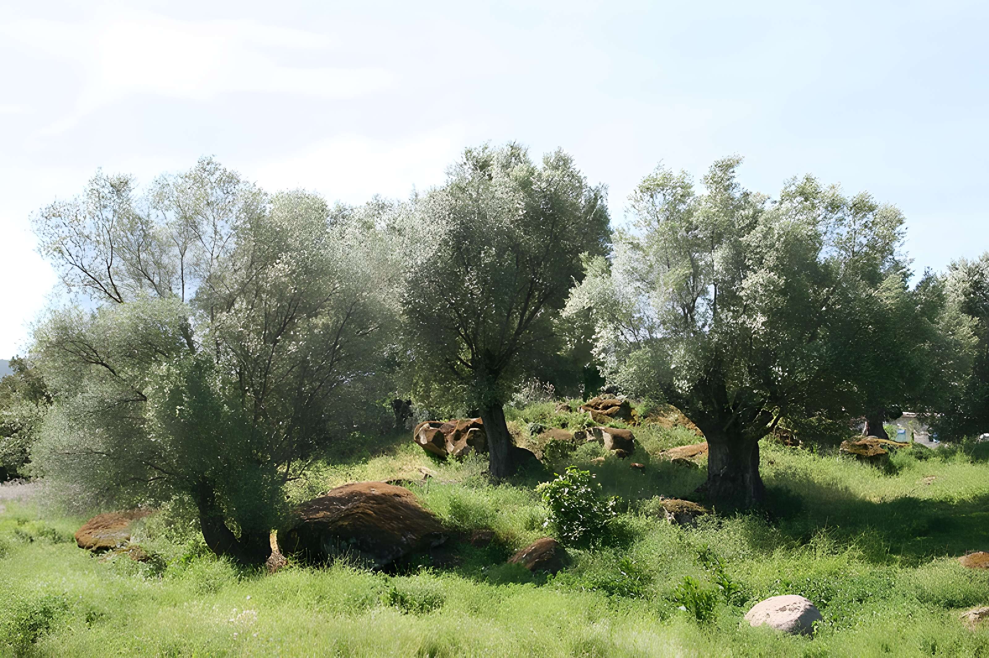 Site préhistorique de Callanchi