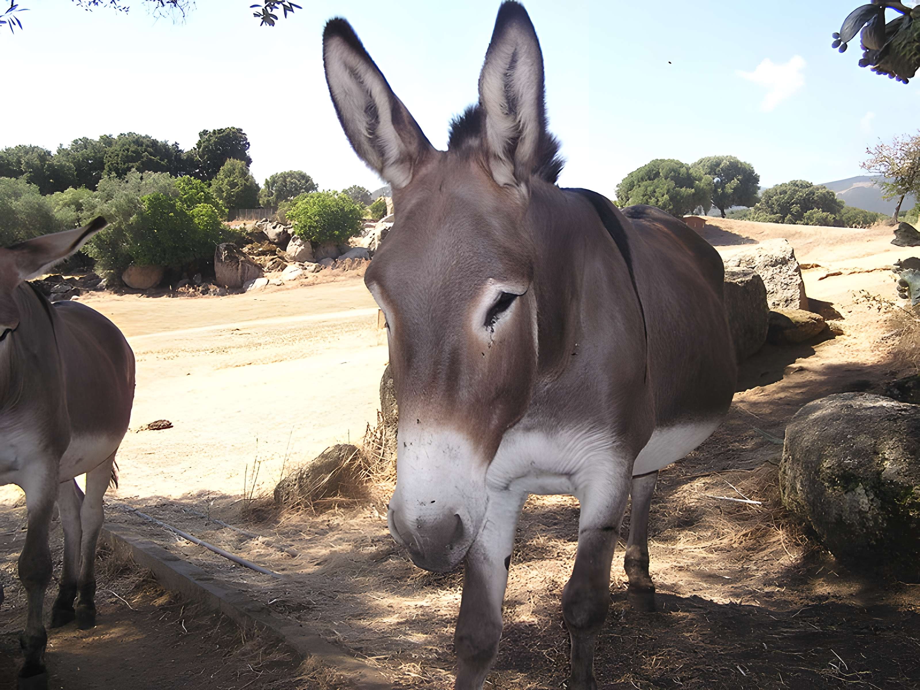 Site préhistorique de Callanchi