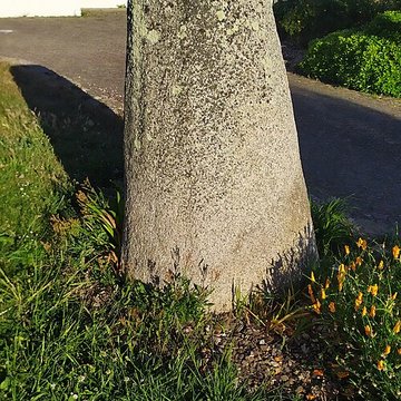 stele protohistorique de treffiagat