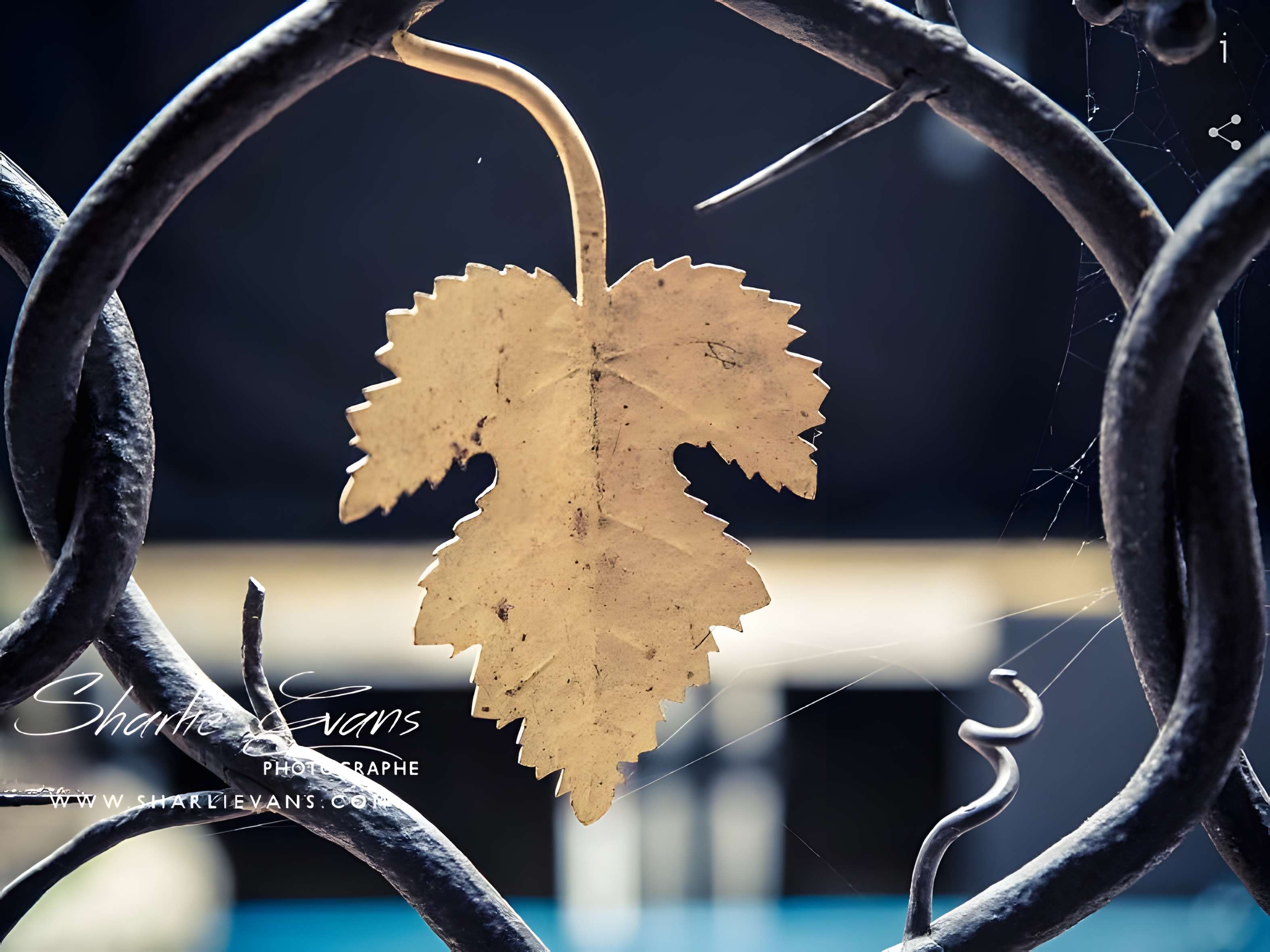 chateau de la batie d urfe detail de la grille de la grotte