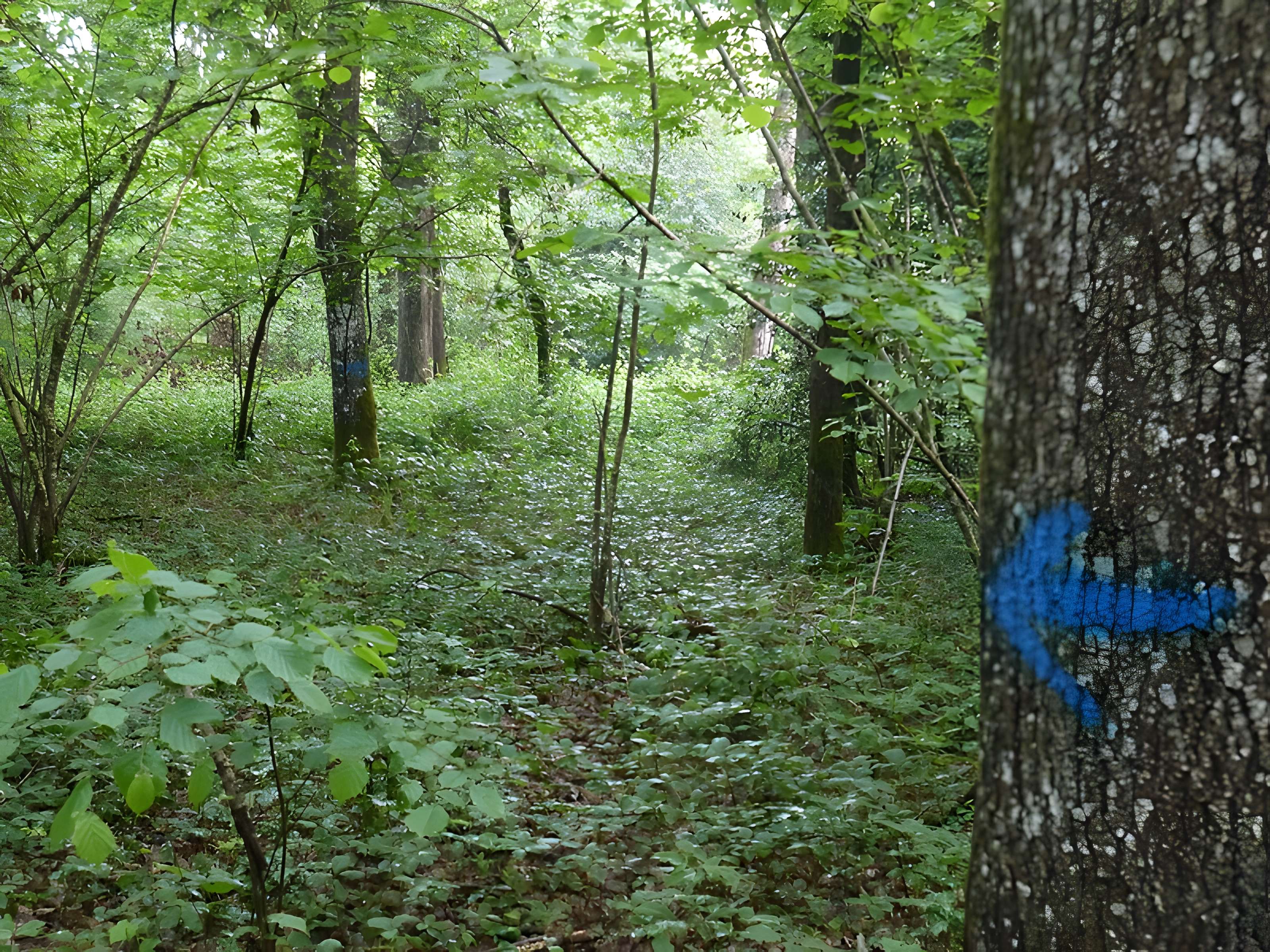 Tombe mégalithique du château de la Ferrière
