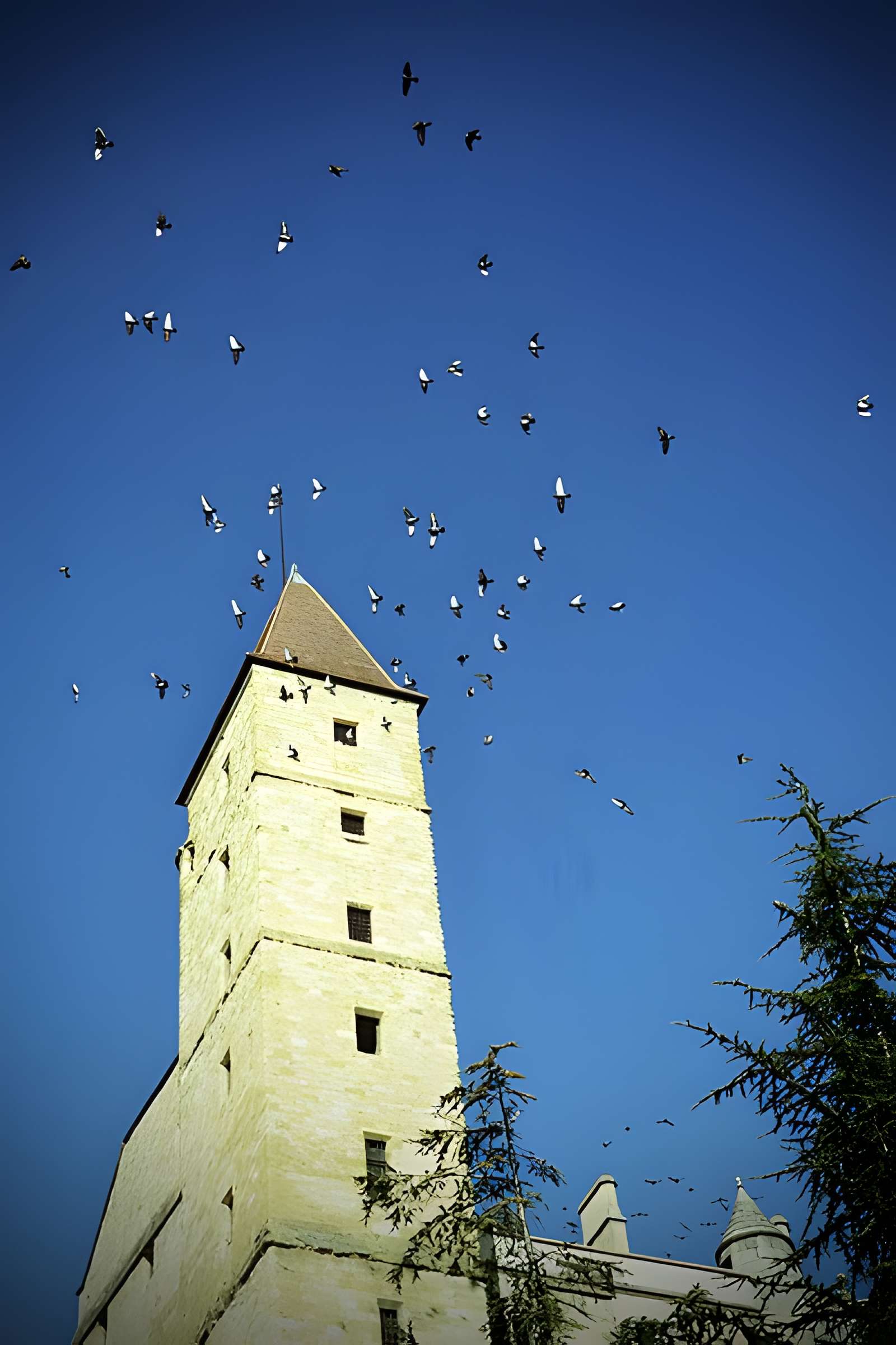 Tour du Sénéchal ou d'Armagnac