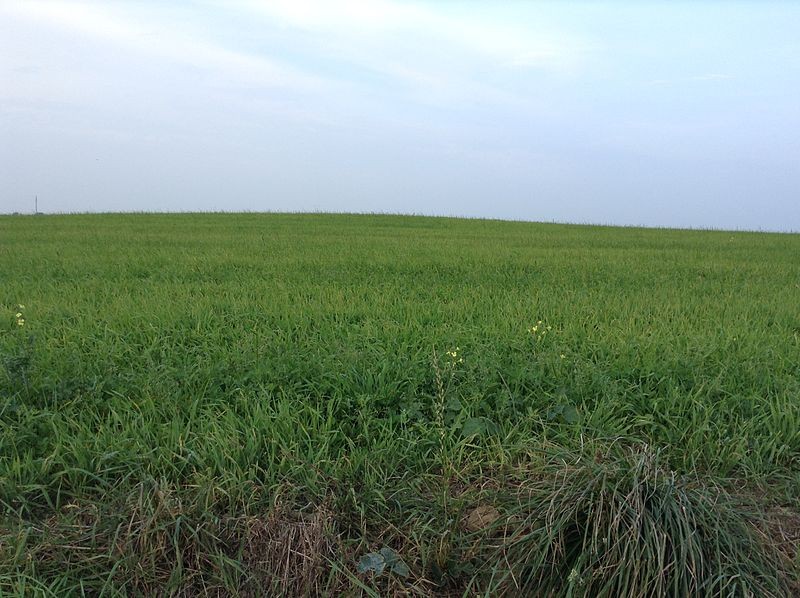 Photo de Tumulus de Rubrat Huella à Plourin